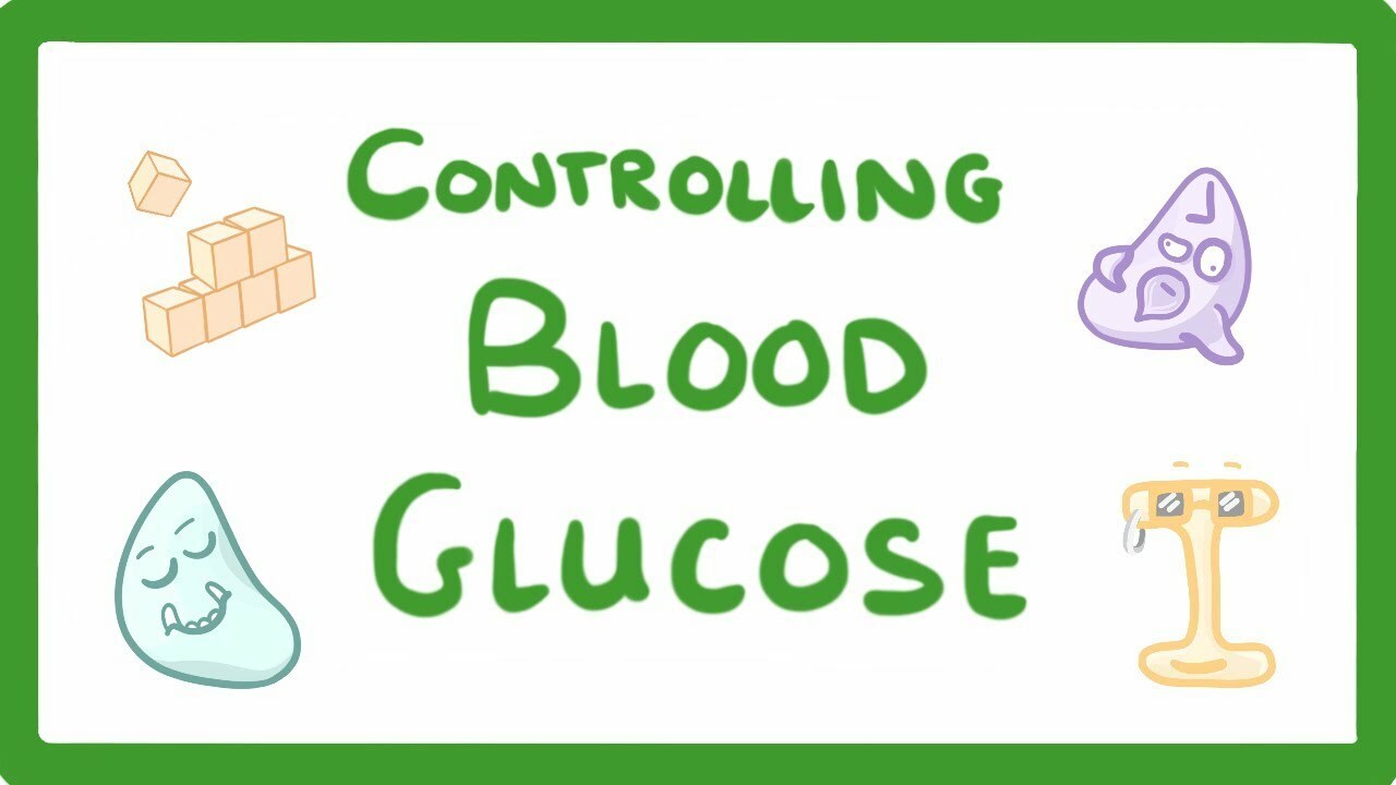 GCSE Biology - Control of Blood Glucose Concentration #56